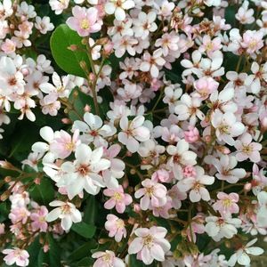 Meet your Posher, Natalia